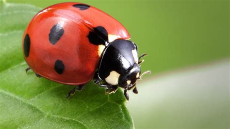 pic of ladybug